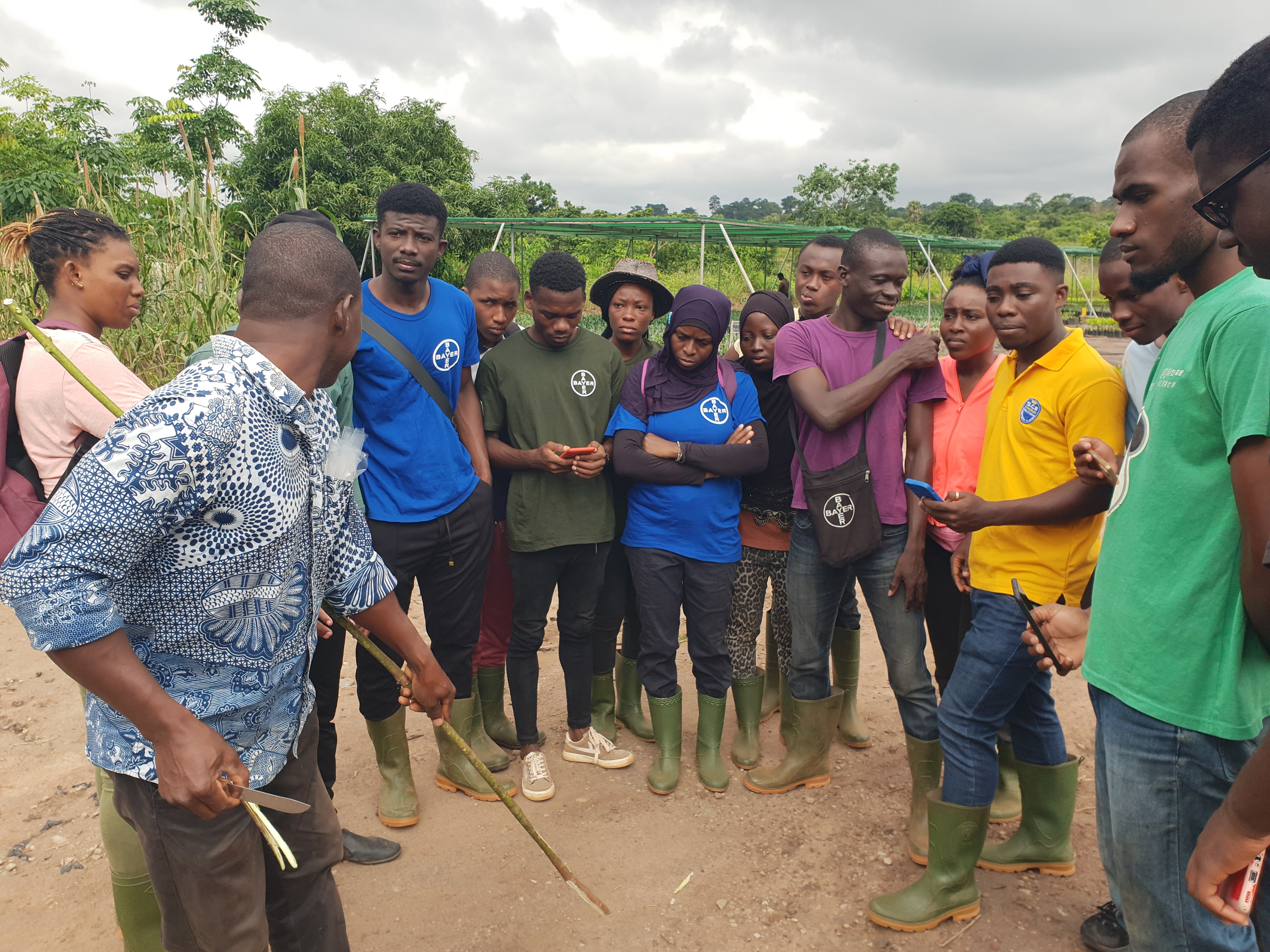 hevea-culture-generalistes-et-obtention-du-materie